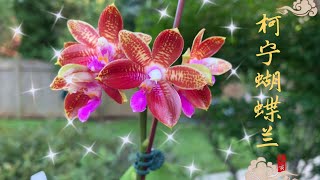 【养兰记】柯宁蝴蝶兰也开花了！Phal. corningiana|原生种蝴蝶兰 | 最近开花的兰花真多！|兰花欣赏与养护|坐标多伦多2020-07-08