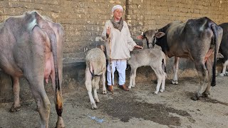 مفاجات المعلم واصف الحارون جاموس والد وجاموس عشار بسعر على قدالايد  من الفواخر