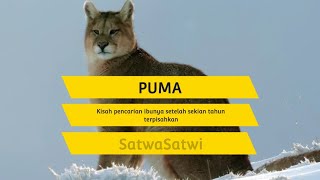 Kisah seekor puma mencari induknya setelah terpisah bertahun tahun