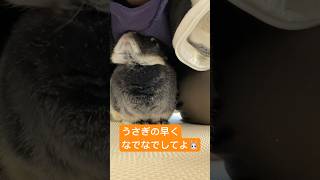 うさぎの早くなでなでしてよが可愛い　#shorts  #rabbit #bunny #うさぎのいる暮らし