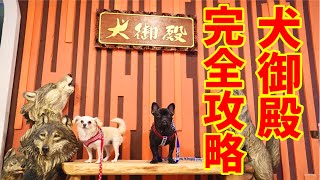 【犬御殿】犬と泊まれる旅館、犬御殿に行ってきた！【チワマル＆フレンチブルドッグ多頭飼い】