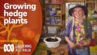 How to propagate hedge plants using existing plants | Gardening 101 | Gardening Australia