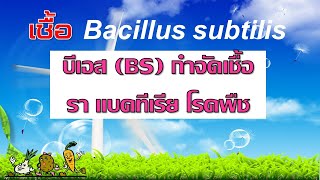 ประโยชน์ของเชื้อบาซิลลัส ซับทิลิส (กำจัดเชื้อรา แบคทีเรีย โรคพืช Bacillus subtilis ,ฺBS)