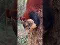 indian giant squirrels 🐿️ malabar giant squirrel ratufa indica at tirumala forest🌳 wildlife