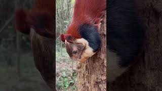 Indian Giant Squirrels 🐿️ Malabar Giant Squirrel Ratufa Indica at Tirumala Forest🌳 #wildlife #