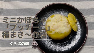 ミニかぼちゃ「プッチーニ」種まき～収穫まで【ミニカボチャ】【プッチーニ】【栽培記録】【まとめ】【グラタン】【家庭菜園】