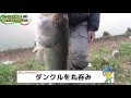 ダンクル丸呑みで自己記録更新！　バス釣り