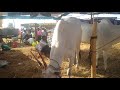 awesome two teeth hallikar ox pair of farmer byregowda from bidrahalli near k r puram at ghatti fair