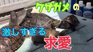 初投稿【前編】激しい求愛に大人の対応をする亀【クサガメ 】Turtles 1