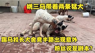 姚三马带着两条猛犬，踢马校长犬舍竟半路出现意外，粉丝说是剧本