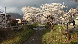 🌸福島県耶麻郡猪苗代町🌸観音寺川の桜並木🌸満開🌸　　　　　　　　　　　　　　　　　#桜　#観音寺川の桜並木　#満開　#開運