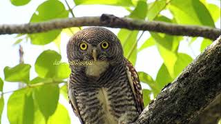 Jungle Owlet Call