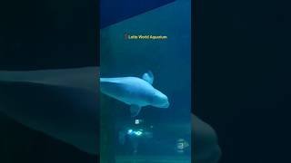 Extremely sociable mammals - Beluga Whale 🐋 #shorts #beluga #whale