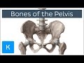 Bones of the Pelvis - Human Anatomy | Kenhub