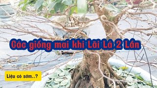 3# Giống mai nào Lãi Lá tất tay chỉ 1 Lần/ngày. 10/12 âl.