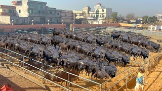 Modern Buffalo Dairy Farm of Ch. Arif Sahi Sb PDFA President Gujrat