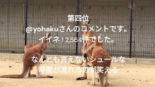 カンガルーの喧嘩を一瞬にして制したBOSSカンガルーの人気コメントを紹介！