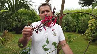 Les Erythrines (Erythrina) - Présentation, culture - pépinière en ligne A l'ombre des figuiers