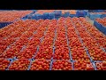 3 august 2024 kolar tomato market prices today tomato price today kolar tomato market rates today