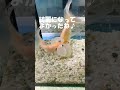 水槽も綺麗にした *^ω^* 仲良し水泡眼♡ 水泡眼 金魚 スイホウガン ピクミン