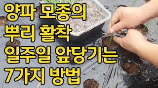 양파 모종의 뿌리활착 일주일 앞당기는 7가지 방법