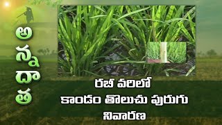 Stem borer in Rabi Paddy