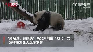 翻跟斗很溜！大熊猫在东北雪地里放飞自我     #panda  #snow