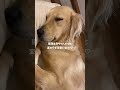 3歳ゴールデンレトリバーの寝顔が赤ちゃん過ぎる🤱♡ shorts short shortvideo goldenretriever 犬 dog