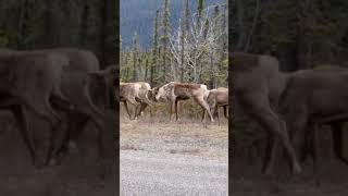 حياه البريه وصيد كودياك الاسكا.المناظر الطبيعيه #wildlife