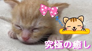 仔猫の可愛い寝顔♪これぞ究極の癒し！茶トラのあめちゃんは超べっぴん Cute kitten growth record　Abandoned cat becomes a house cat