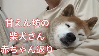 【893】結局お兄ちゃんに抱っこされたい柴犬さん