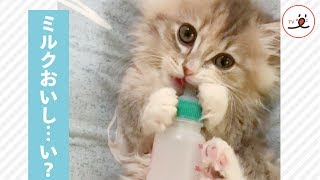 可愛い猫と哺乳瓶💕 中身が無いことに気づいた瞬間…！【PECO TV】