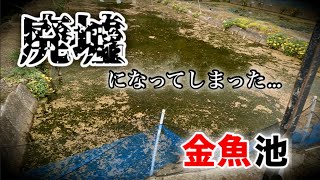 【弥富の現状】金魚生産60年以上の生産者さんに長い間放置されている池…「廃池」を案内していただきました。廃業に追い込まれてしまった背景には様々な問題が…