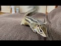 しっぽフリフリするシマリス chipmunk waving its tail