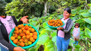 Cosechando narangillas en nuestra finca