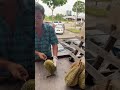 Musang King #durian #musangking #food #fruit #fruits #fruitcutting #fruitcarving