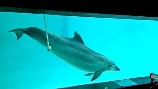 ＜わくわく おたる水族館＞授乳動作トレーニング　出産控えメリーが特訓中