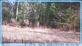 How Does The Olymbros T3 Trail Cam Look?