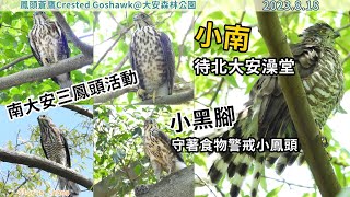 20230818 （1）南大安三鳳頭活動，小南待北大安澡堂，小黑腳守著食物警戒小鳳頭【大安森林公園鳳頭蒼鷹Crested Goshawk】