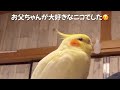 【可哀想なオカメインコ】大好きなお父ちゃんが出掛けようとするとオカメインコのニコはこうなります