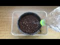 공짜로 대추방울토마토 모종 얻는 방법 ㅣhow to grow tomatoes from seeds