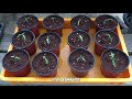 공짜로 대추방울토마토 모종 얻는 방법 ㅣhow to grow tomatoes from seeds