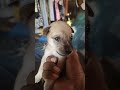 មើលមុខឡើង cute dog pets