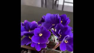 African violet 非洲紫罗兰