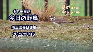 ギター日記　今日の野鳥　・　埼玉県春日部市　2022年8月15日