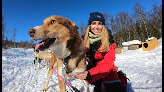 THE SIBERIAN HUSKY - SLEDDING IN NORWAY