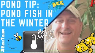 Pond Tip: What happens to my backyard pond fish in winter