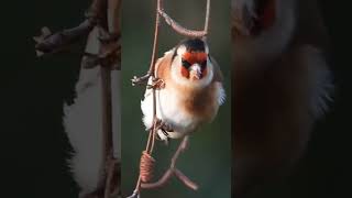 Goldfinch | Enjoying the Silver Bitch in the garden