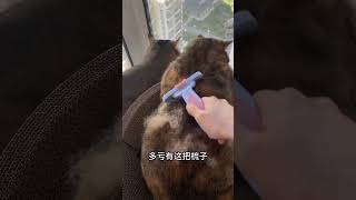 今年冬天能不能穿毛衣就看你了 #我和我的猫 #cat #狸貓 #狸花猫 #cute