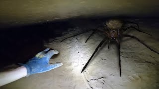 a SPIDER found them in cave...